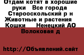 Отдам котят в хорошие руки - Все города, Старооскольский р-н Животные и растения » Кошки   . Ненецкий АО,Волоковая д.